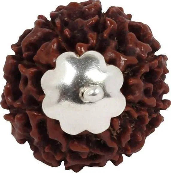 7 Mukhi Rudraksha